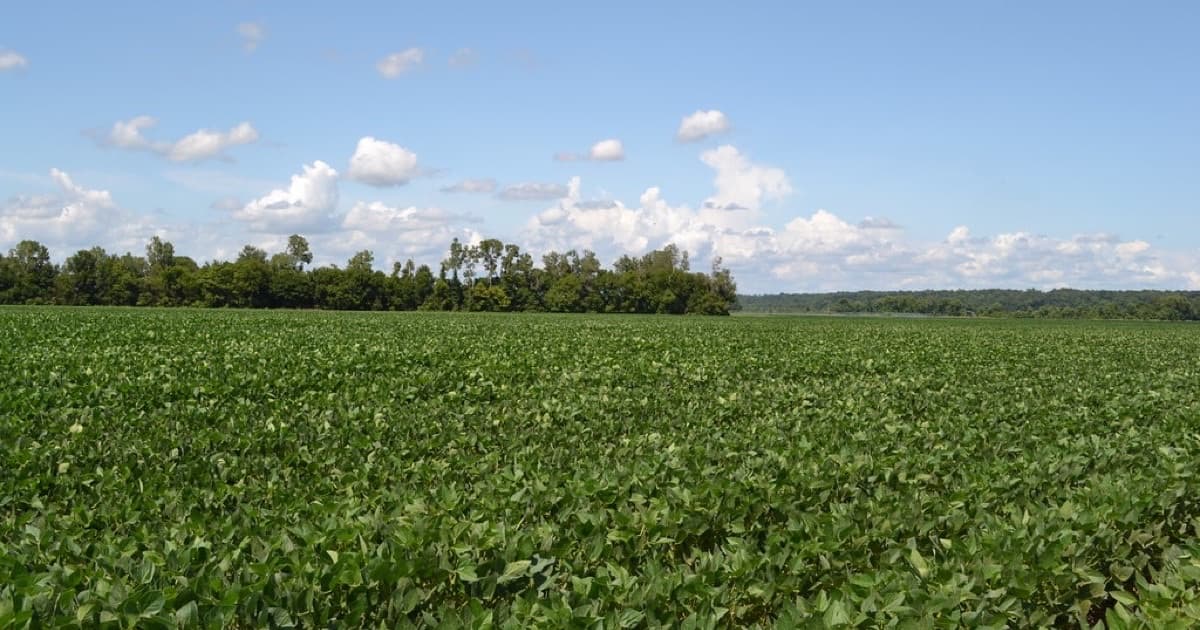 Featured image for Clear Strategy for agro, food, and export: English, Spanish, and Portuguese framing